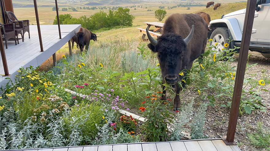 Buffalo Around a Prairie House