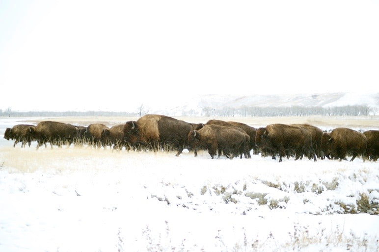 Buffalo herd on snowy prairie