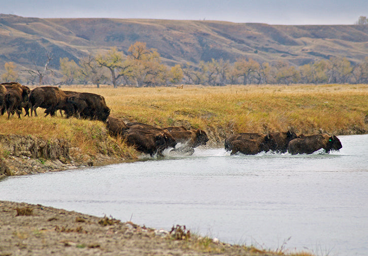 Bison River Crossing