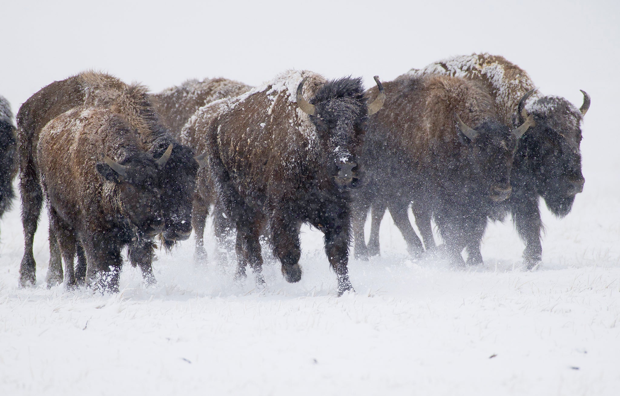buffalo walking on the snowy prairie