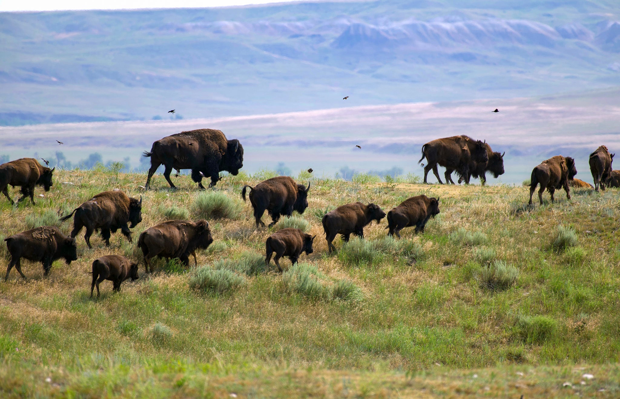 Bison Herd moving across the prairie