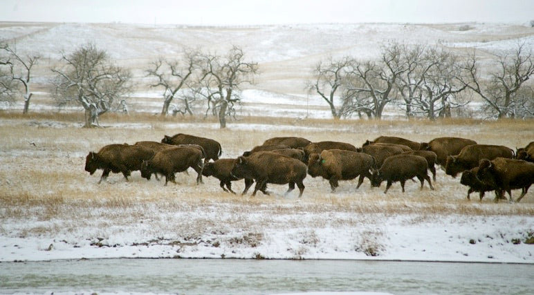 Buffalo herd along wintry river bank