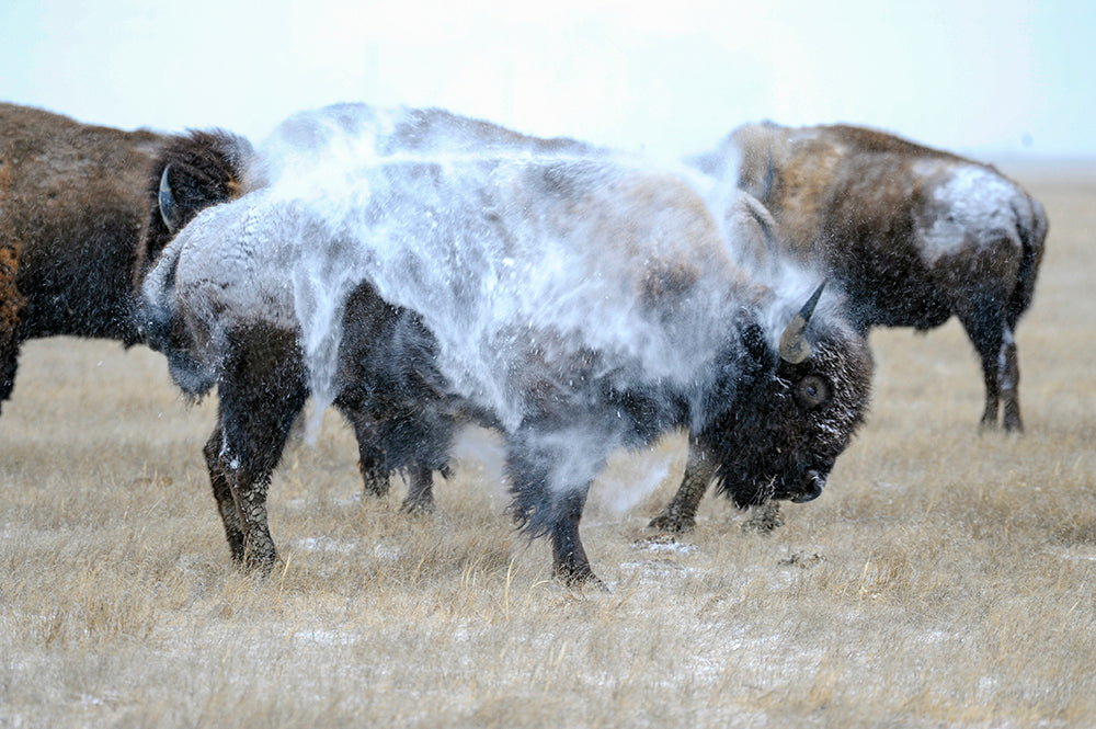 Bison bull shaking off Snow