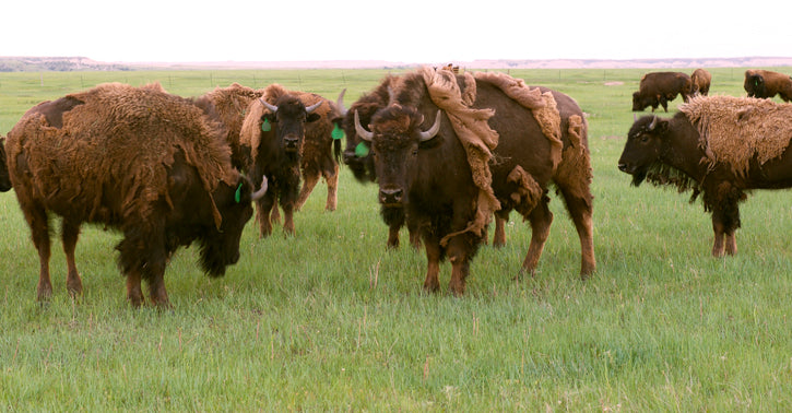 Buffalo shedding their winter coat