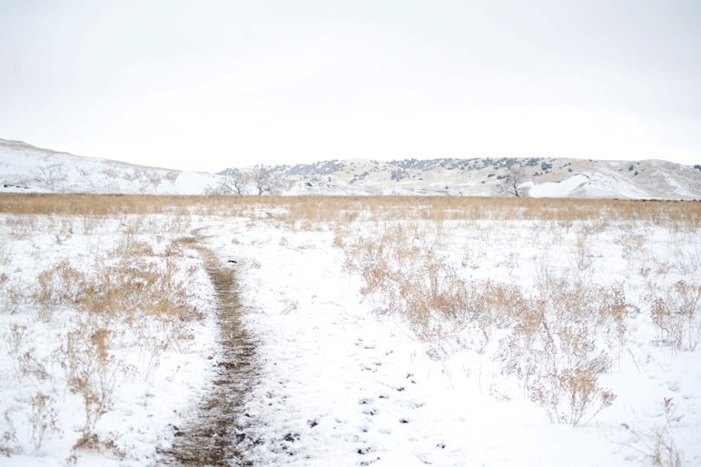 Buffalo tracks through snowy field