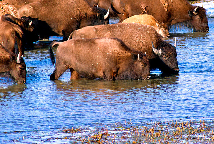 buffalo in the river