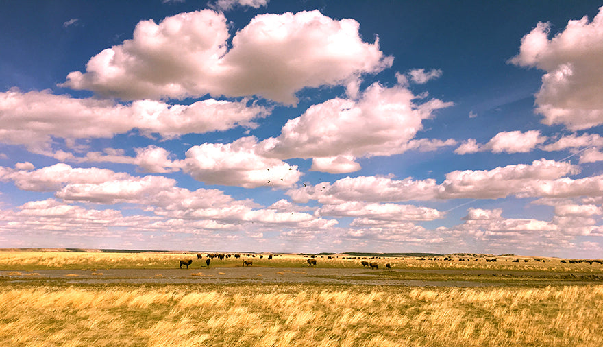 Prairie playa with buffalo