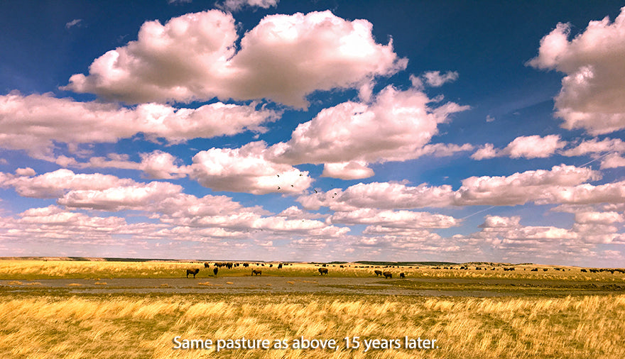 Prairie Grasslands