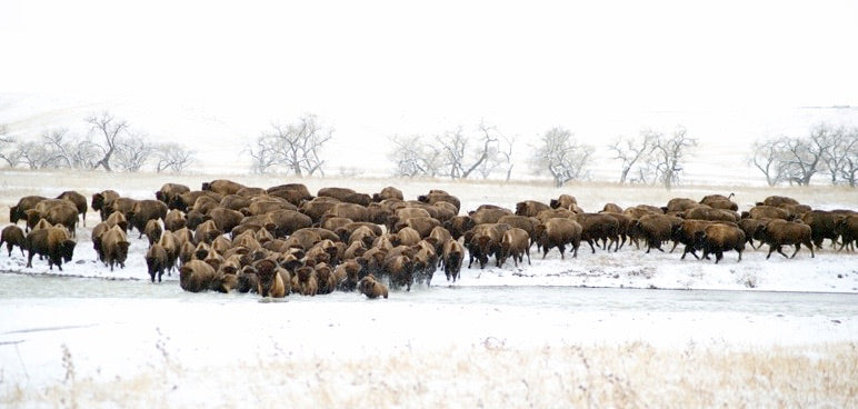 Buffalo herd crossing river