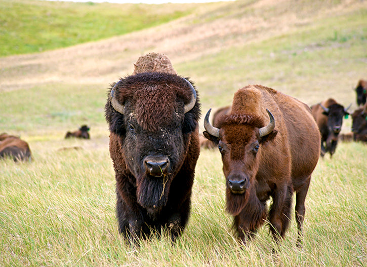 Buffalo bull and cow looking at camera
