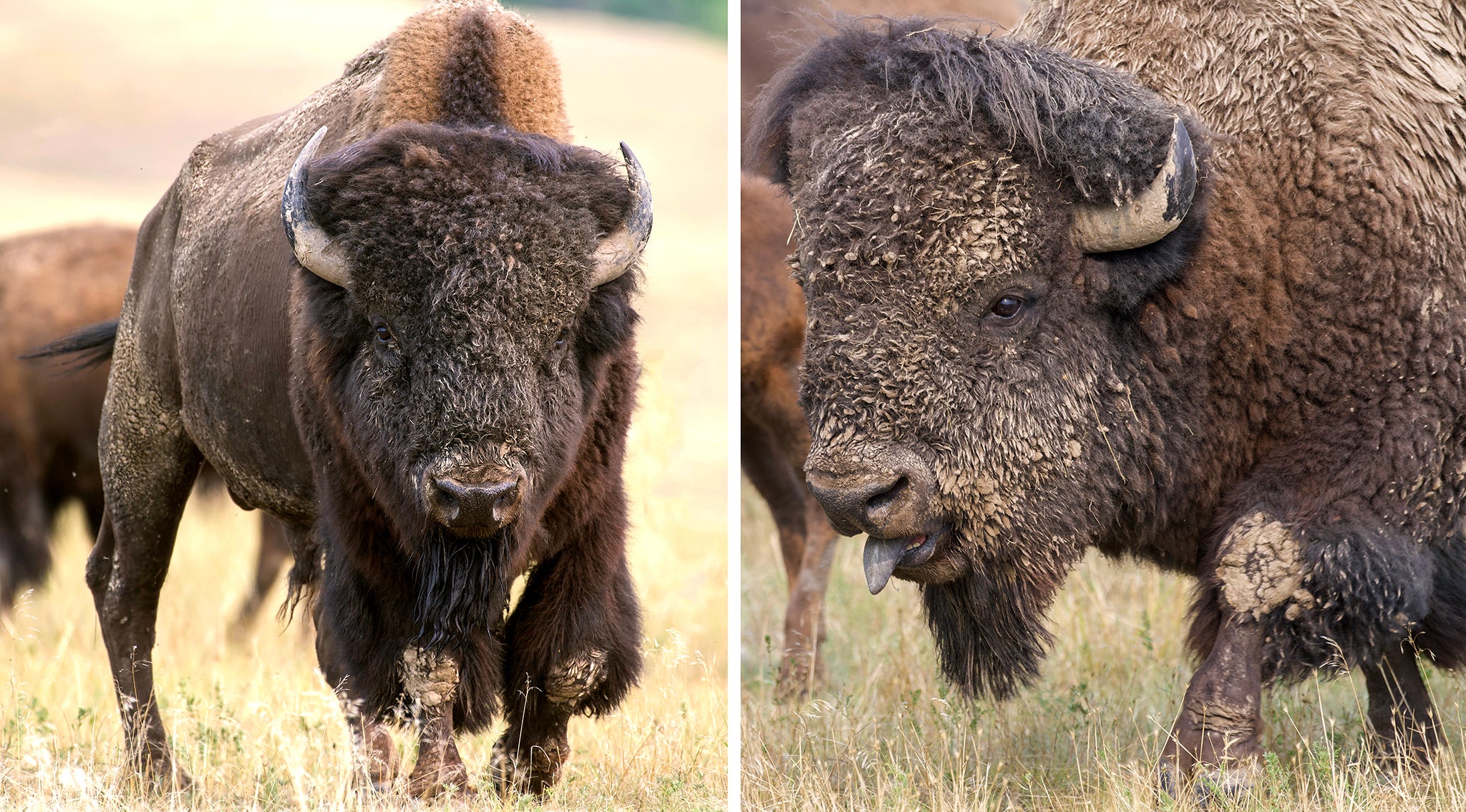 Buffalo Bulls