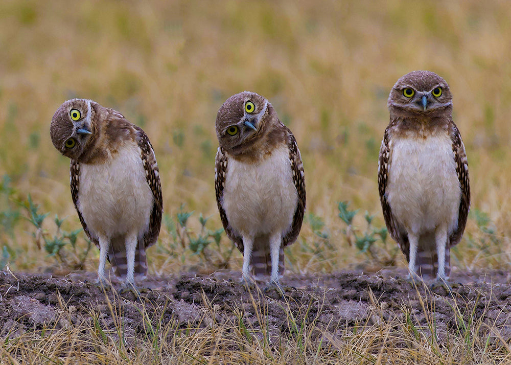 Burrowing Owls on Praire Dog Town on the Prairie