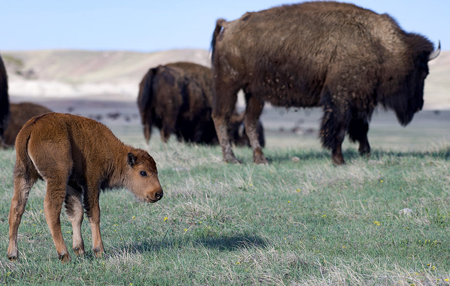 Buffalo Calf