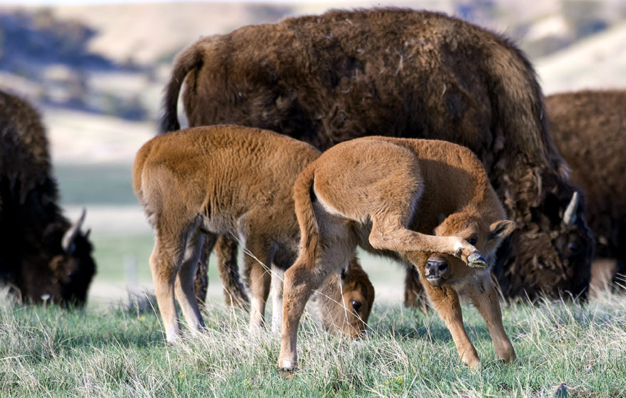 Bison Calf