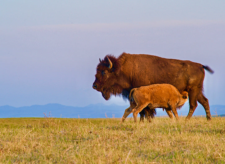 buffalo calf nursing from buffalo cow