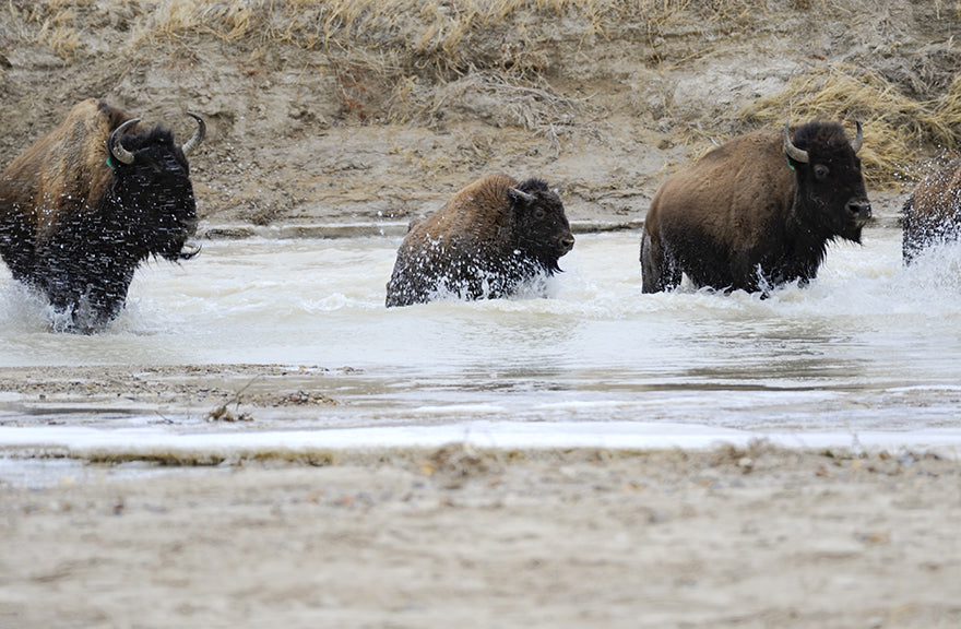 buffalo crossing the cheyenne river