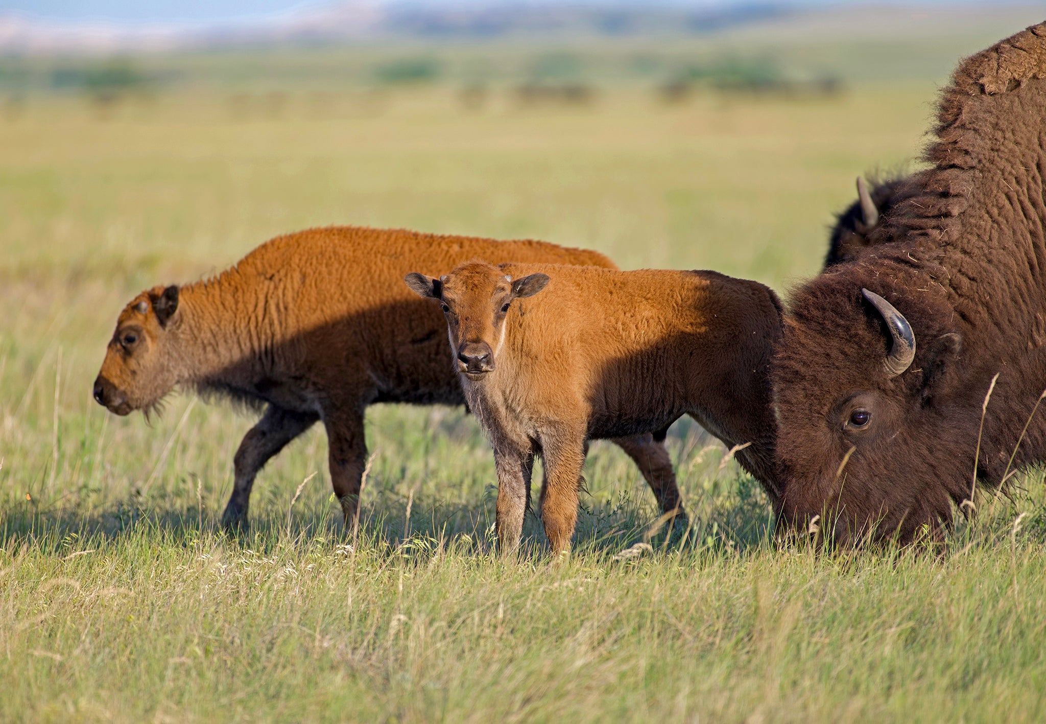 Buffalo Calves