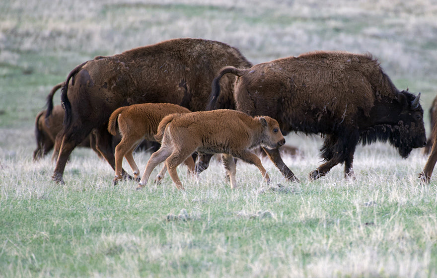 Buffalo Calves Running