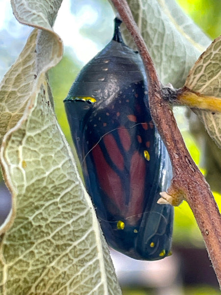 Black Mature Chrysalis