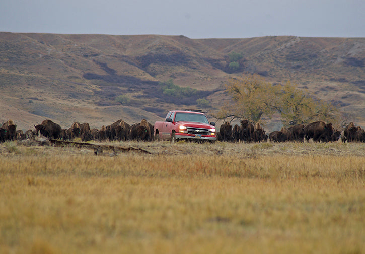 Buffalo behind red Chevy Silverado