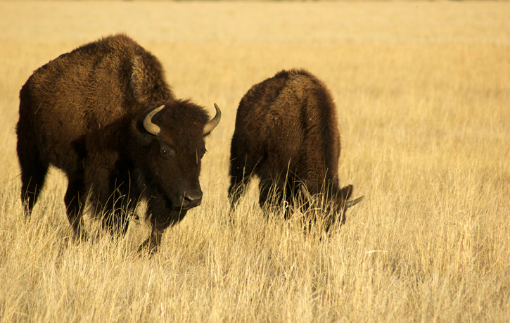 Buffalo cow walking through prairie grass