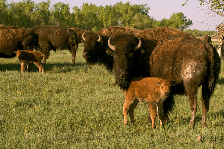 Buffalo with her calf in front of herd