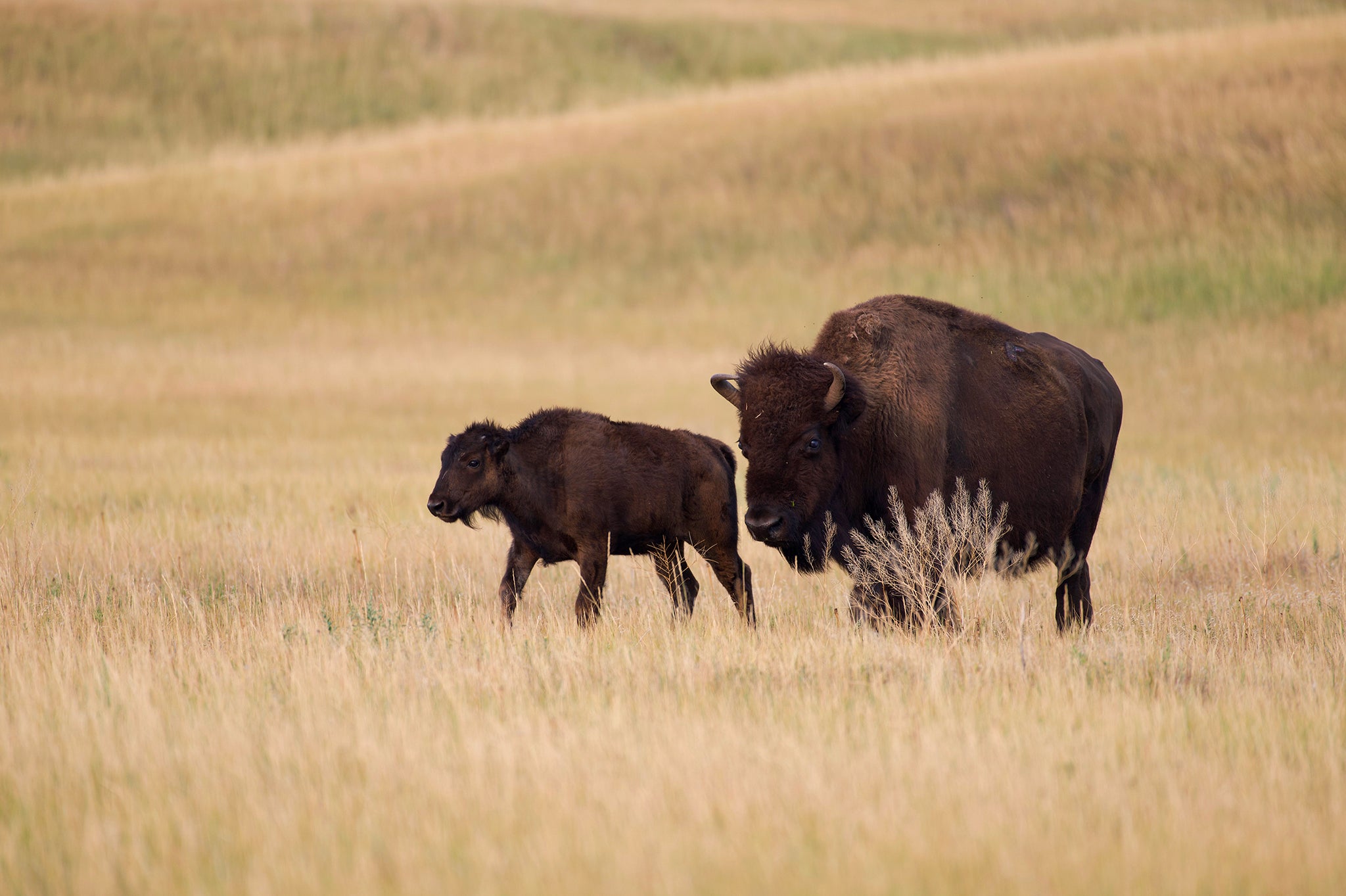 Bison cow and calf on the prairie