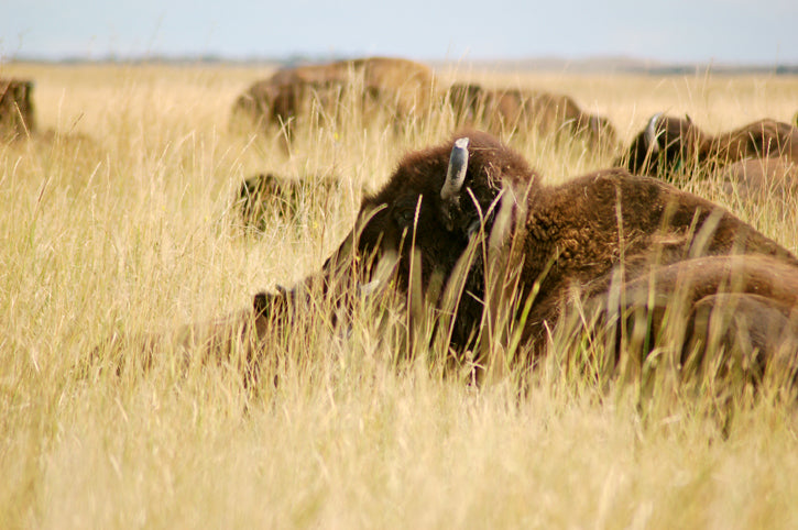 Buffalo laying in prairie grass