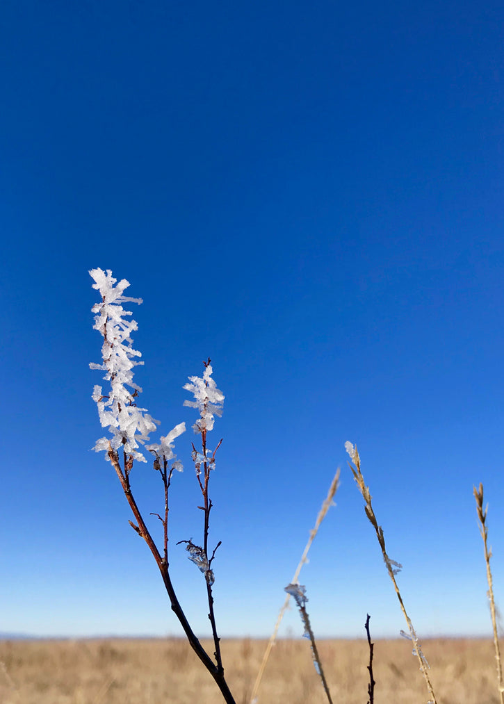 Prairie plant crusted with ice against a blue sky