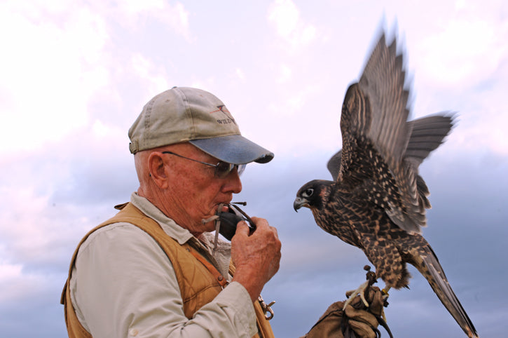 Dan training a falcon