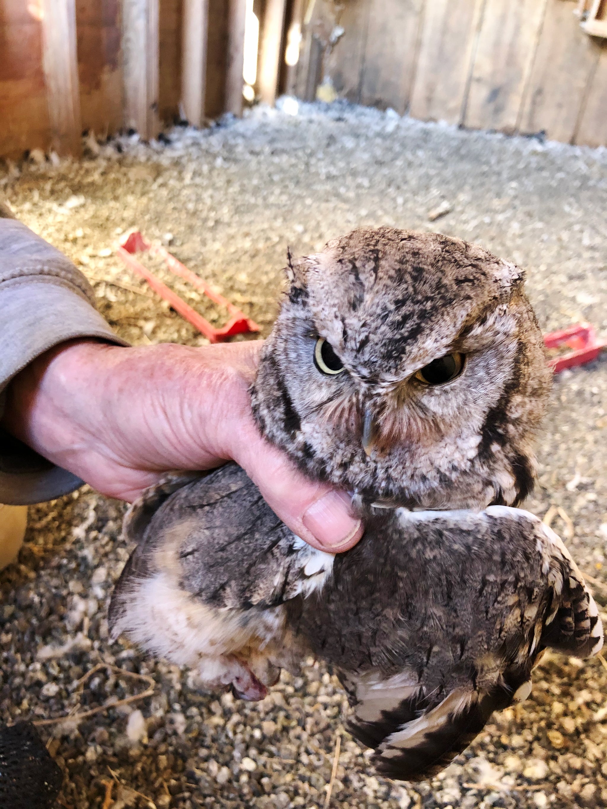 Grumpy looking Screech OWl