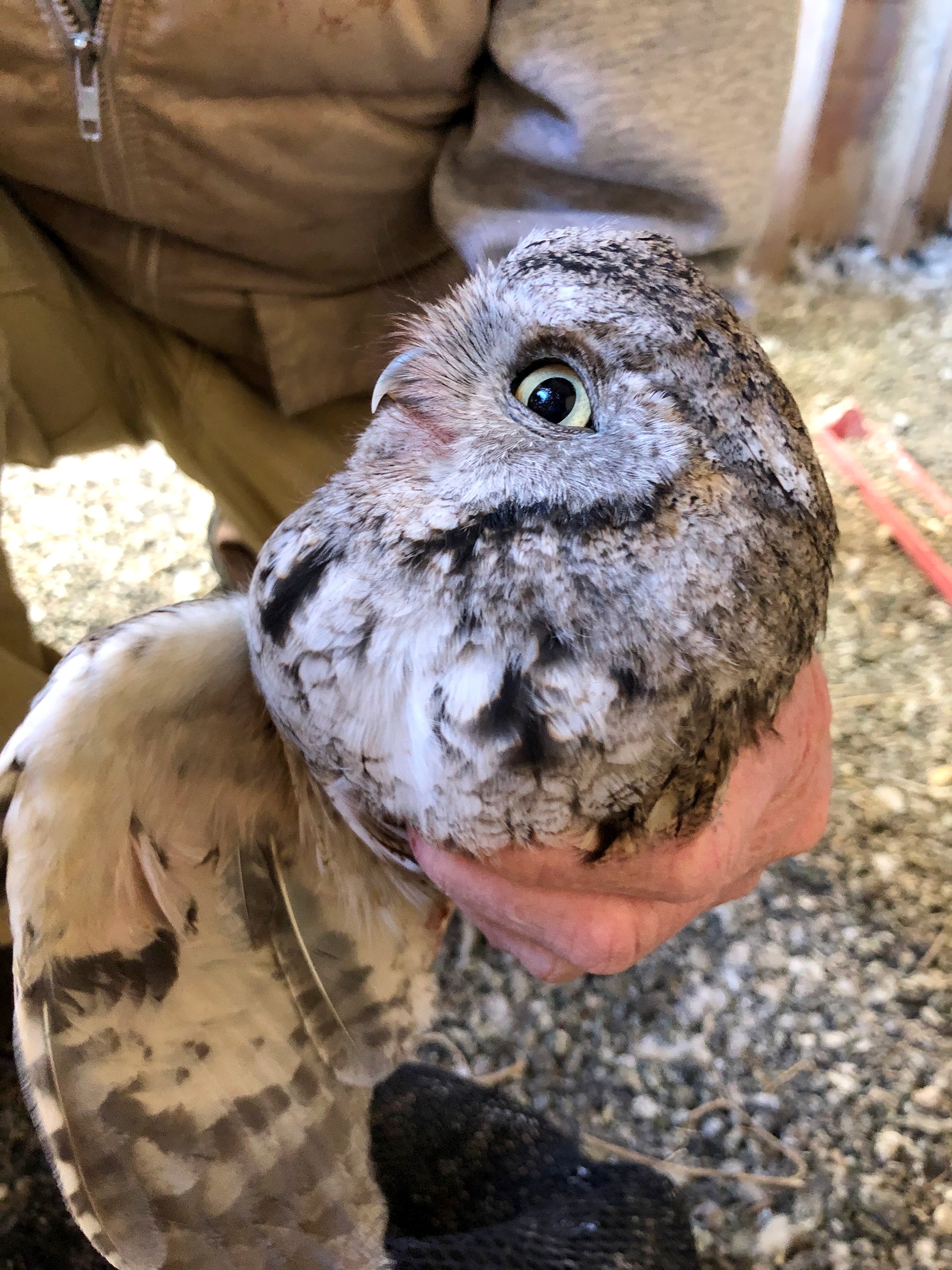 screech owl being held