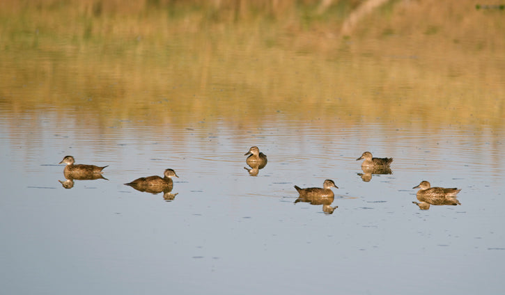 Birds in a pond