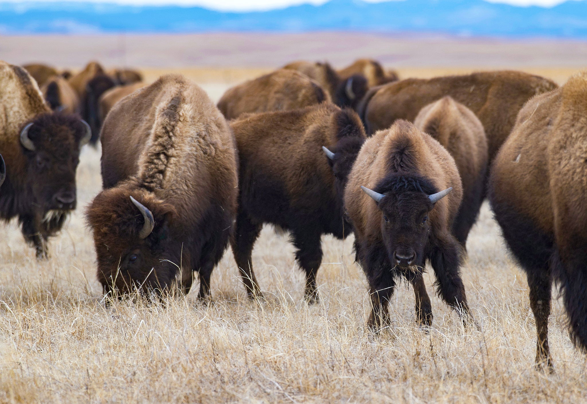 bison grazing on the prairie