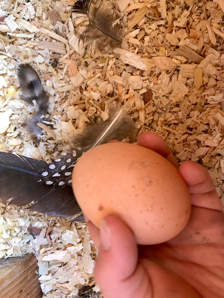 Farm raised egg in coop