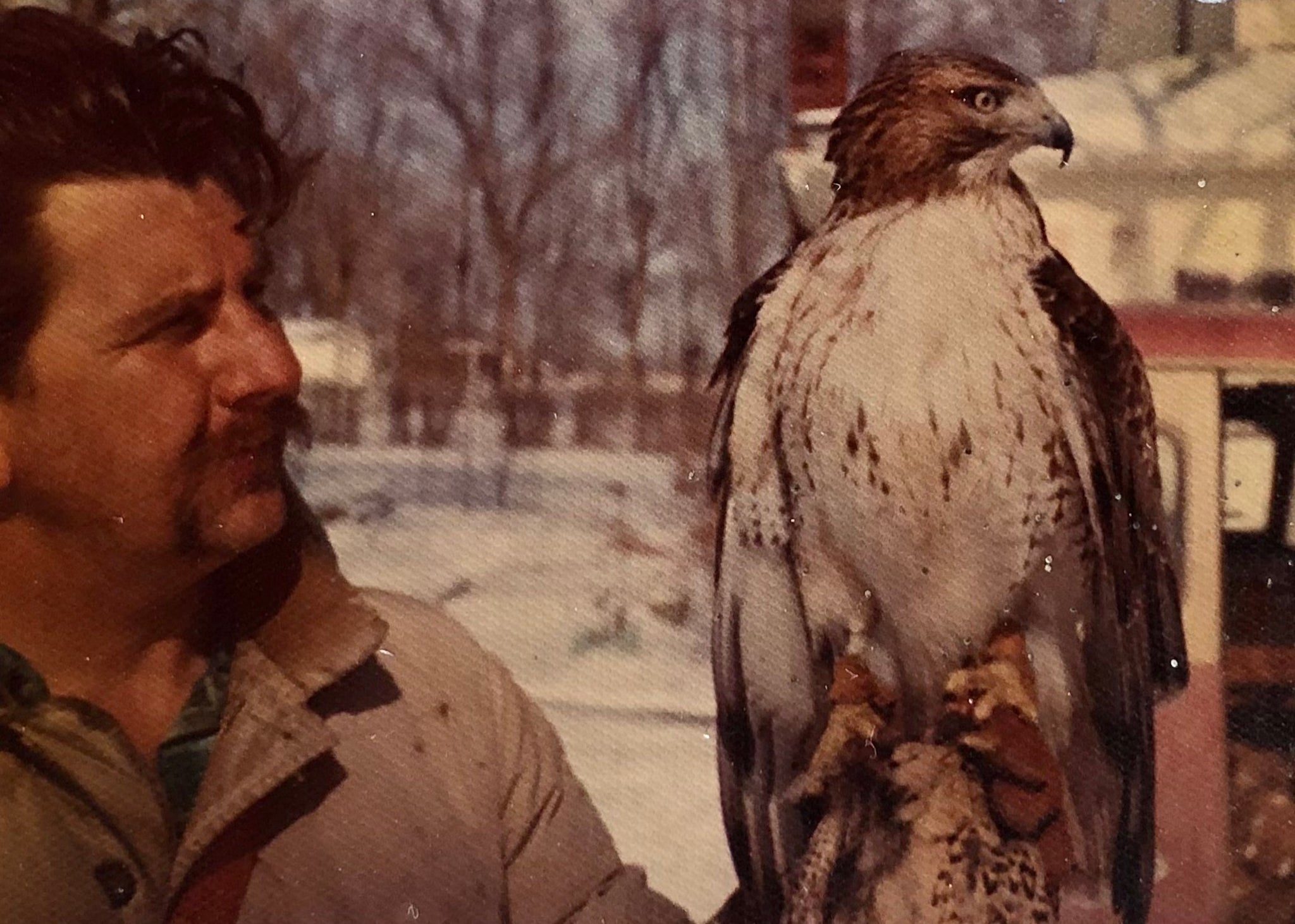 Erney and a hawk