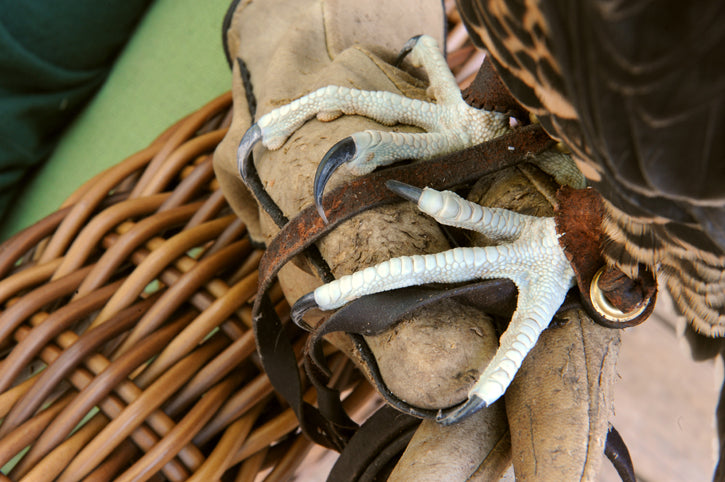 Falcon talons on a leather glove