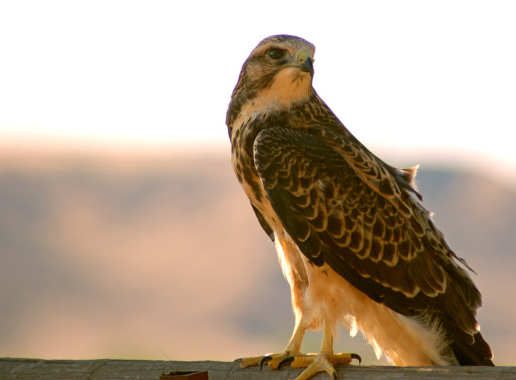 falcon on the prairie