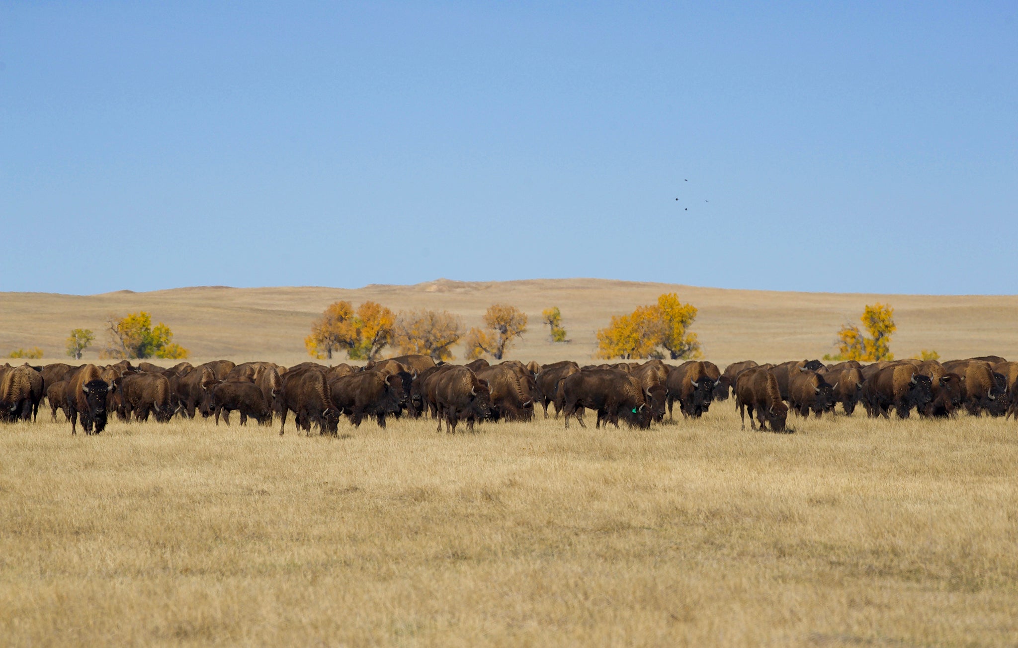 Buffalo Herd on Prairie