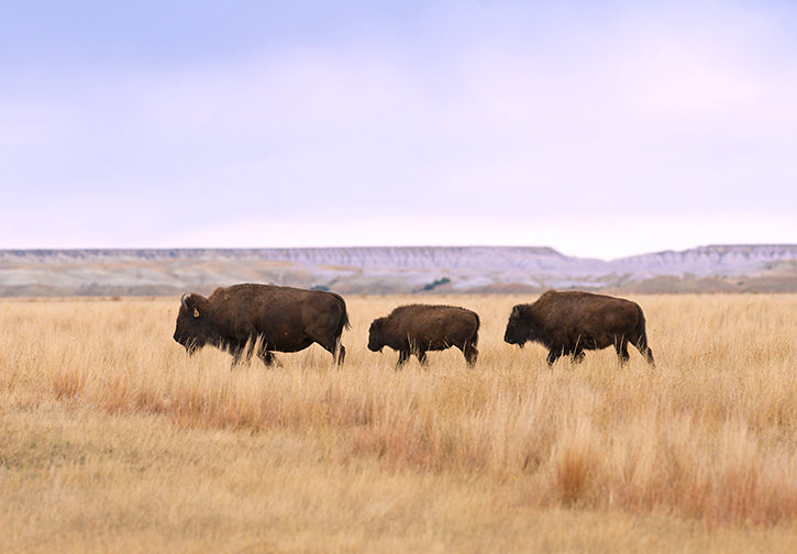 Bison Family Group