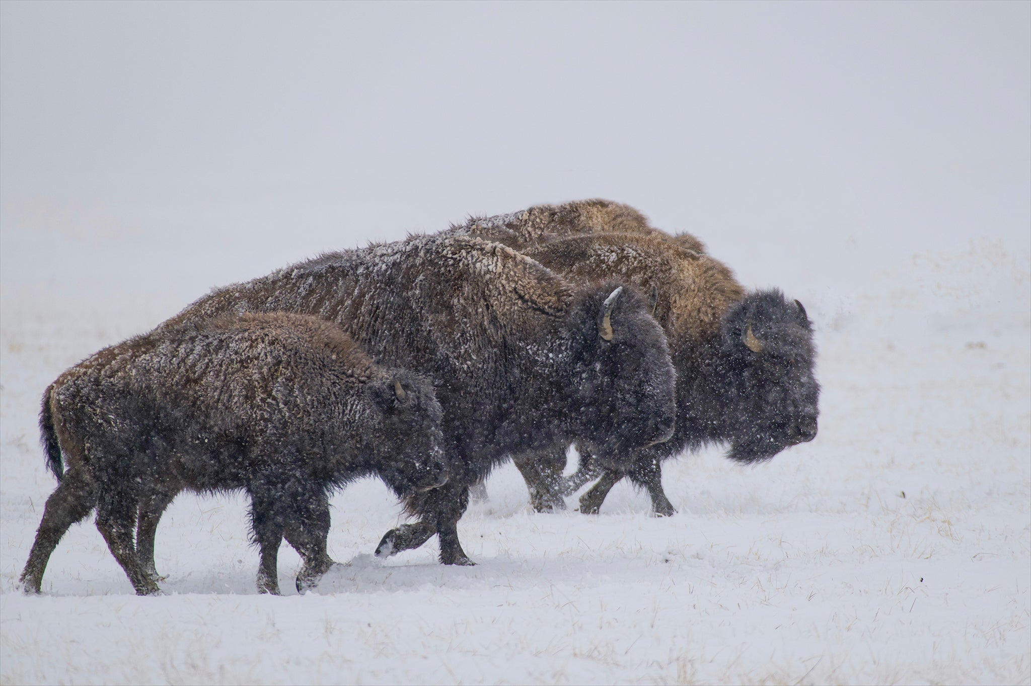 buffalo in the snow