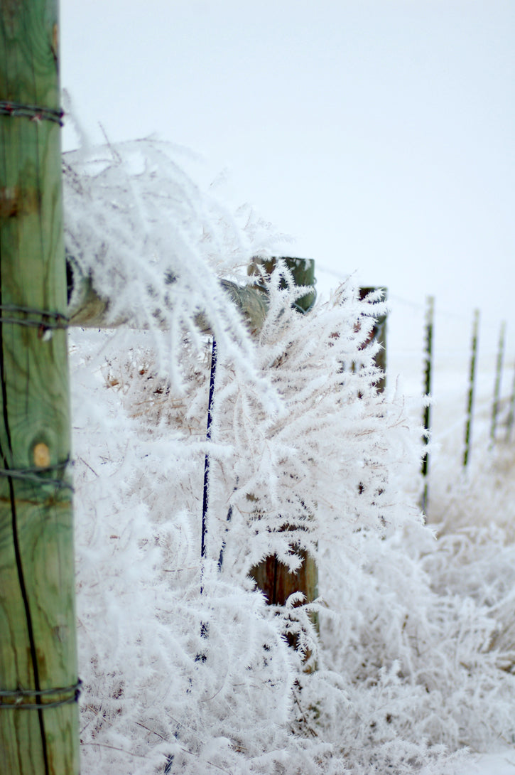 Frosted grass caught in a barbed wire fence
