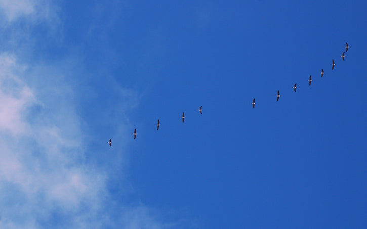 Birds flying against a blue winter sky