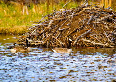 Geese in front of a beaver dam