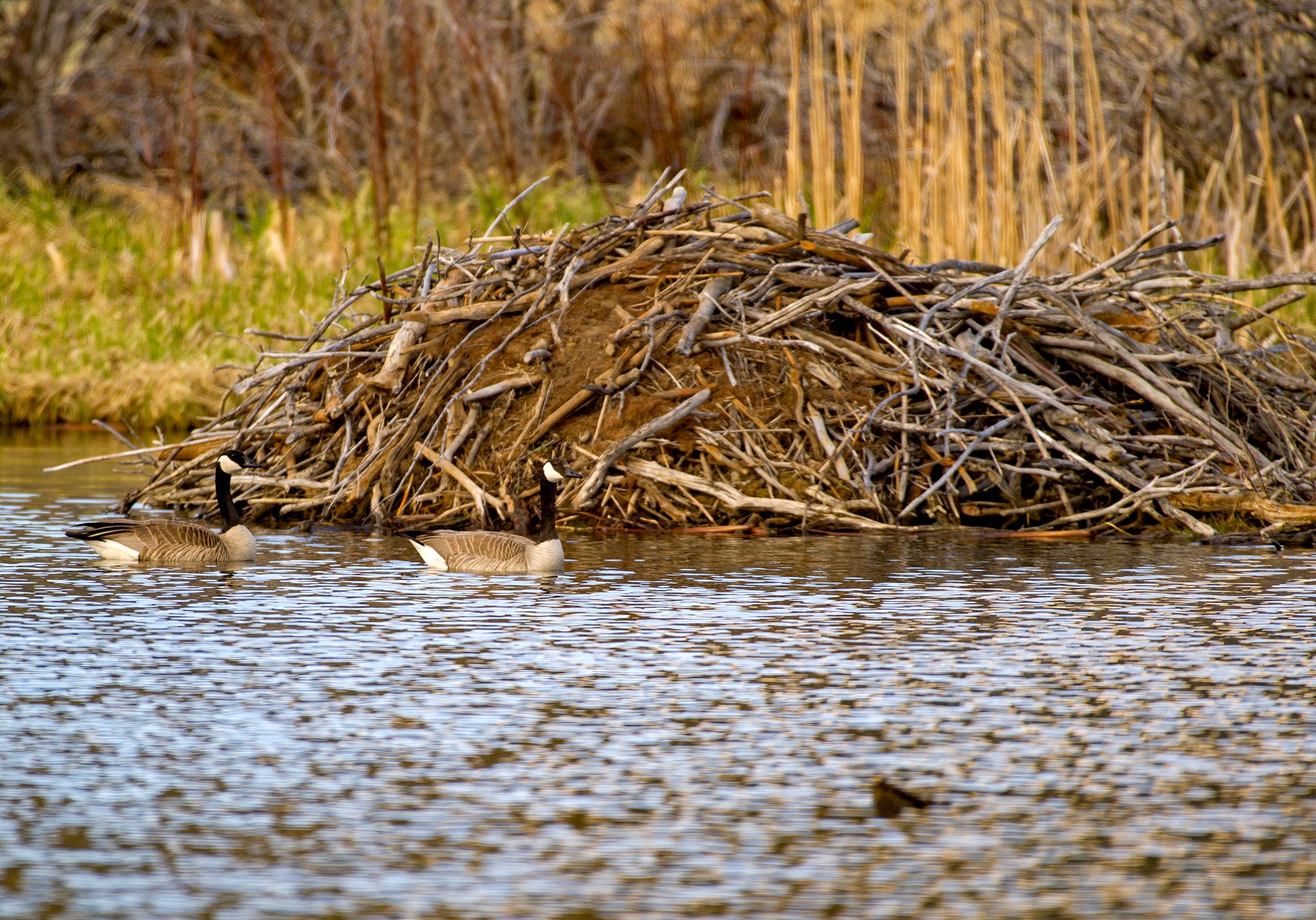 Beaver Dam with canadian goose