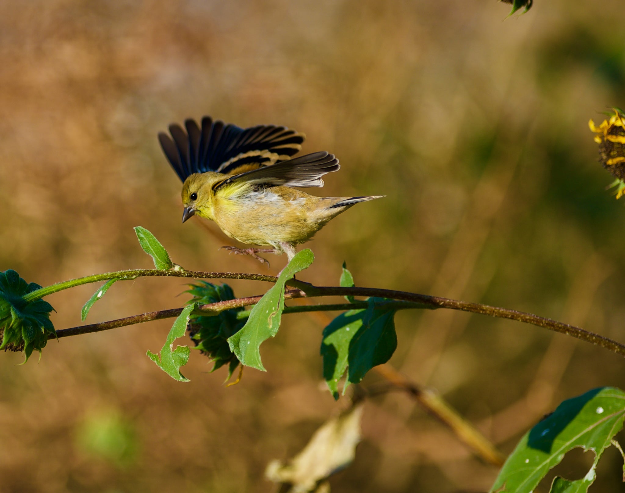 Gold Finch