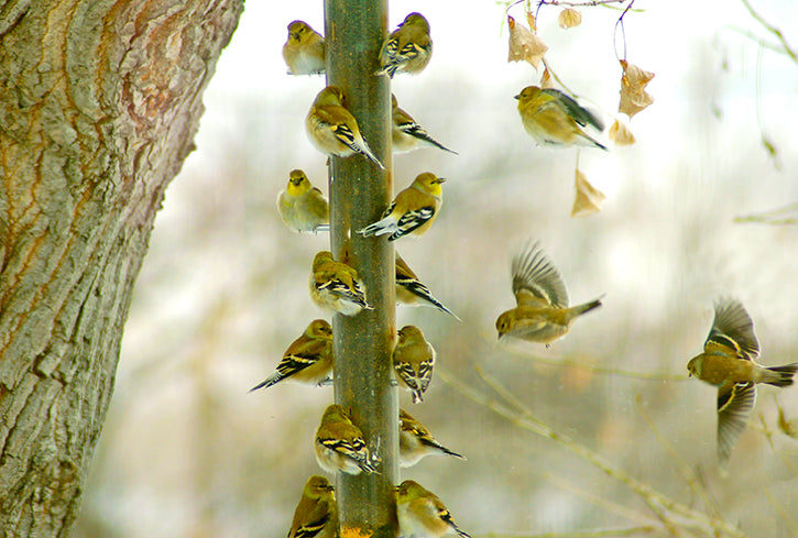 Small birds around a bird feeder