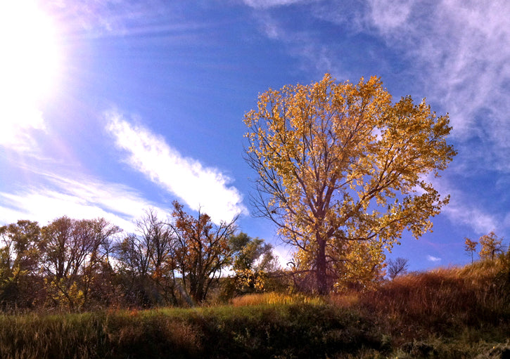 Tree with yellow leaves