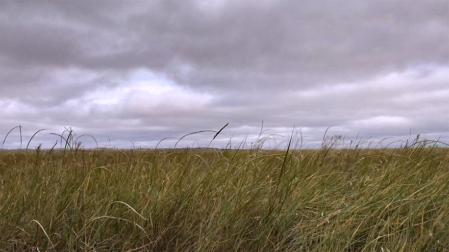 prairie grass