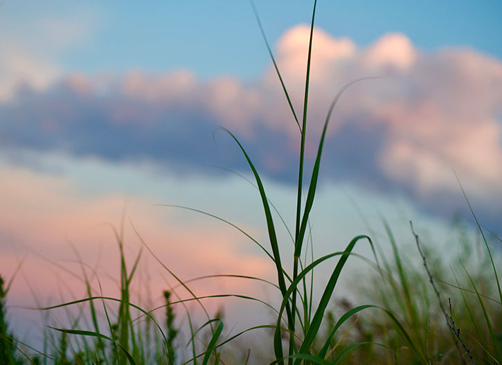 stalk of grass against blue and pink clouds
